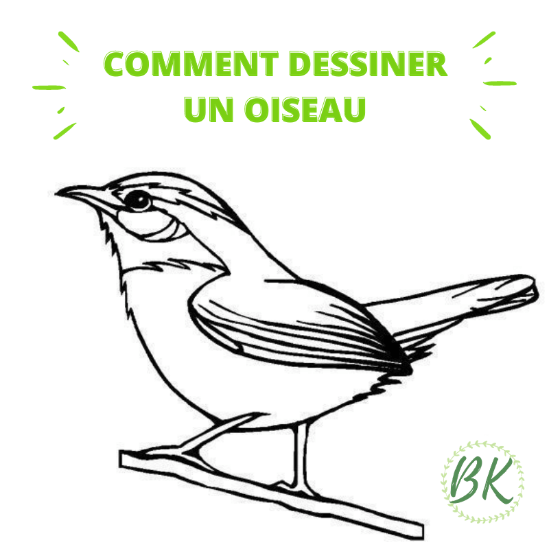 COMMENT DESSINER UN OISEAU – BirdKeeper®