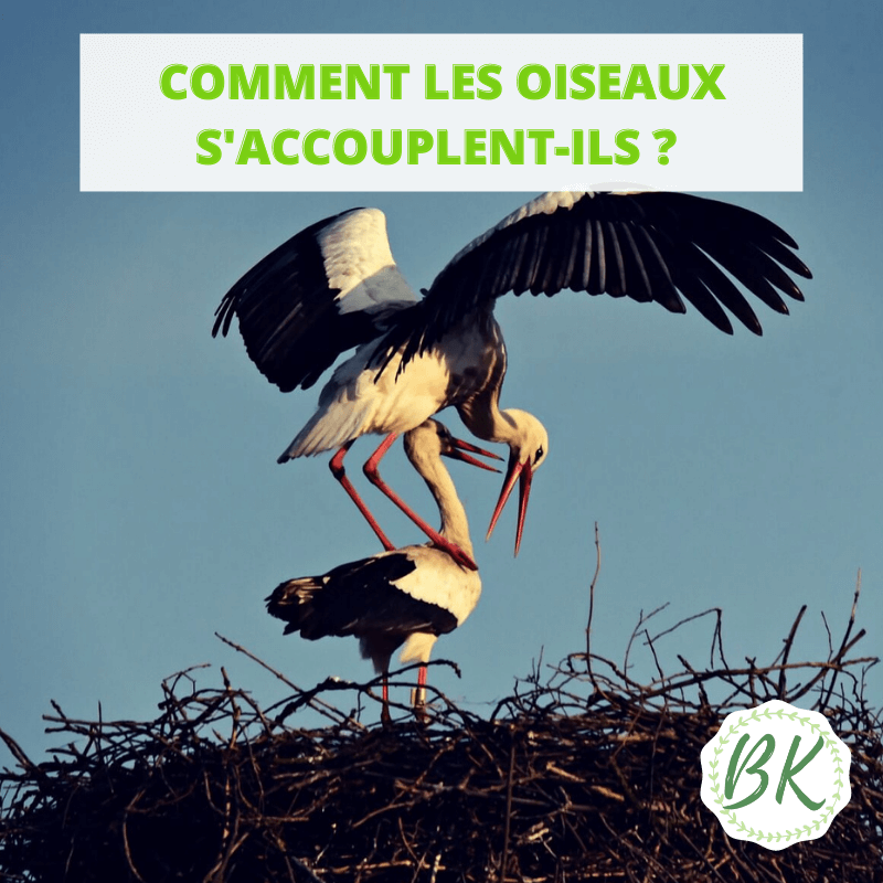COMMENT LES OISEAUX S'ACCOUPLENT-ILS ? – BirdKeeper®