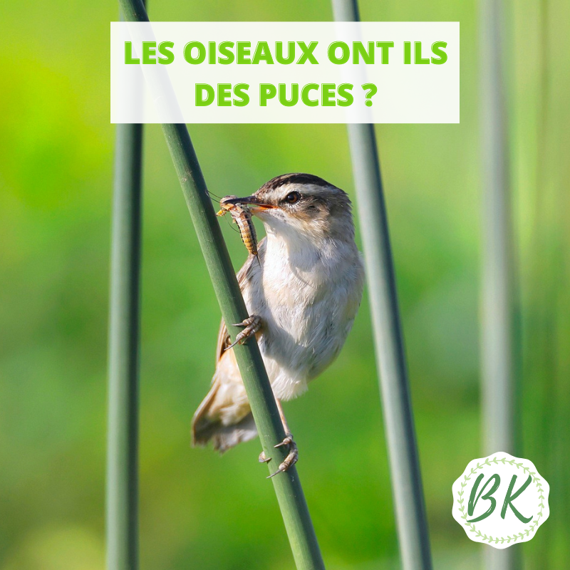 LES OISEAUX ONT ILS DES PUCES ?