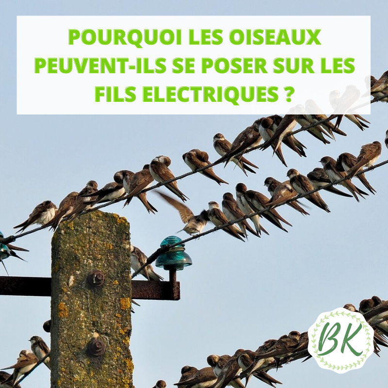 POURQUOI LES OISEAUX PEUVENT-ILS SE POSER SUR LES FILS ELECTRIQUES ?