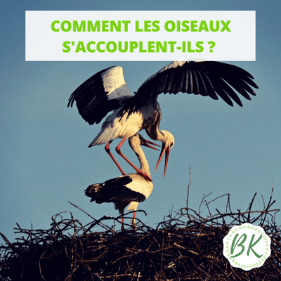 Accouplement oiseaux