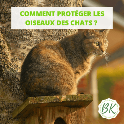 COMMENT PROTÉGER LES OISEAUX DES CHATS ?