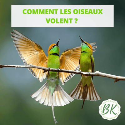 Comment les oiseaux volent ?