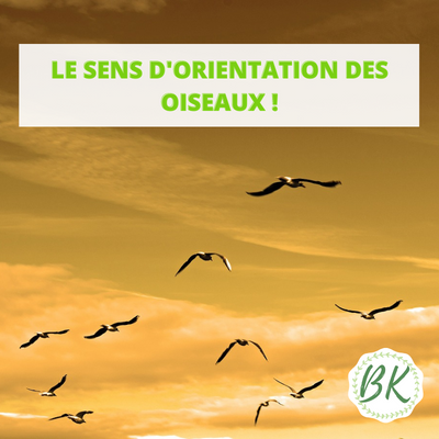 LE SENS D'ORIENTATION DES OISEAUX