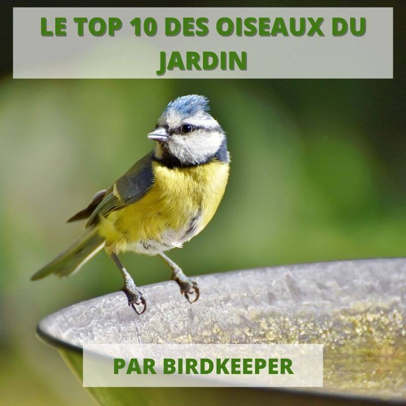 LE TOP 10 DES OISEAUX DU JARDIN