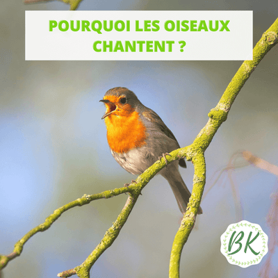 POURQUOI LES OISEAUX CHANTENT 