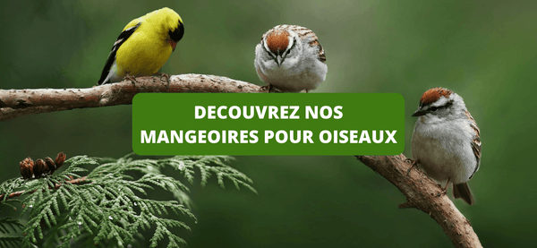 Mangeoires: Mangeoire pour oiseaux sauvages