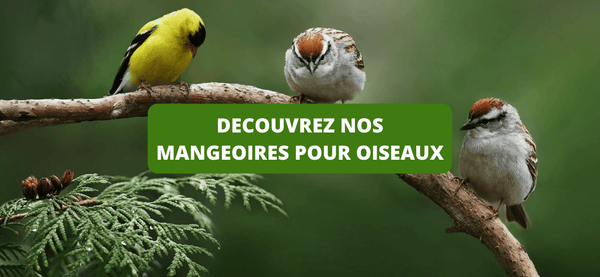 Mangeoire Oiseaux