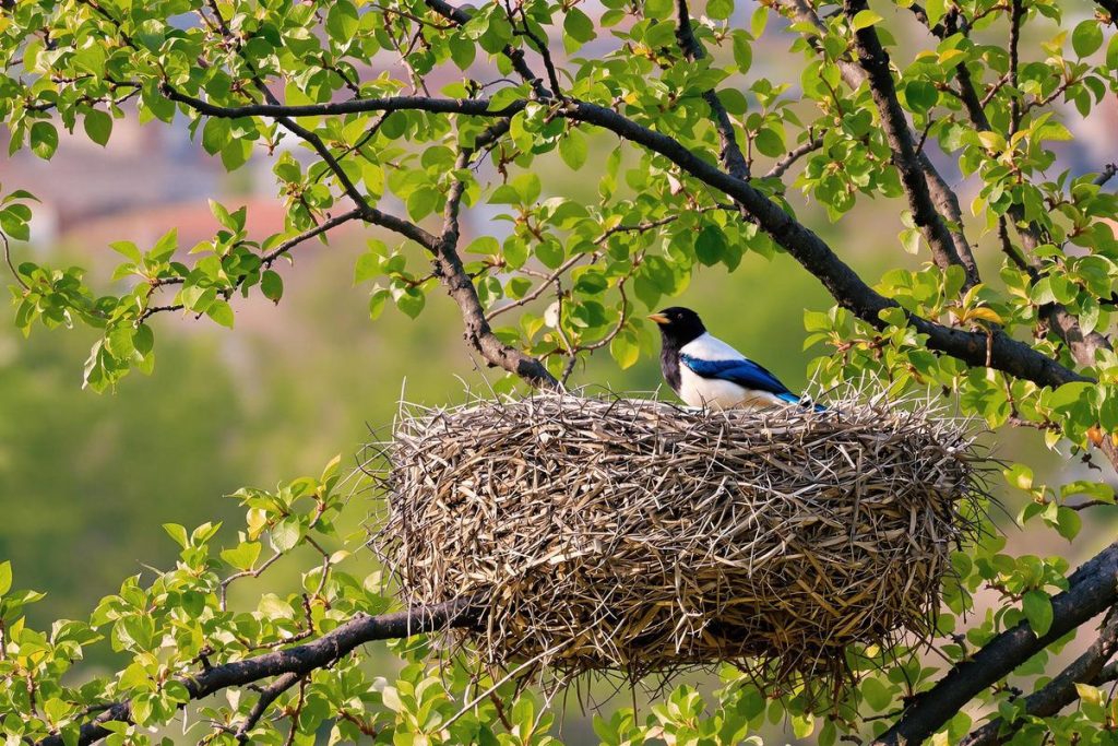 Pie tout savoir sur cet oiseau intelligent et son nid Birdkeeper — free download